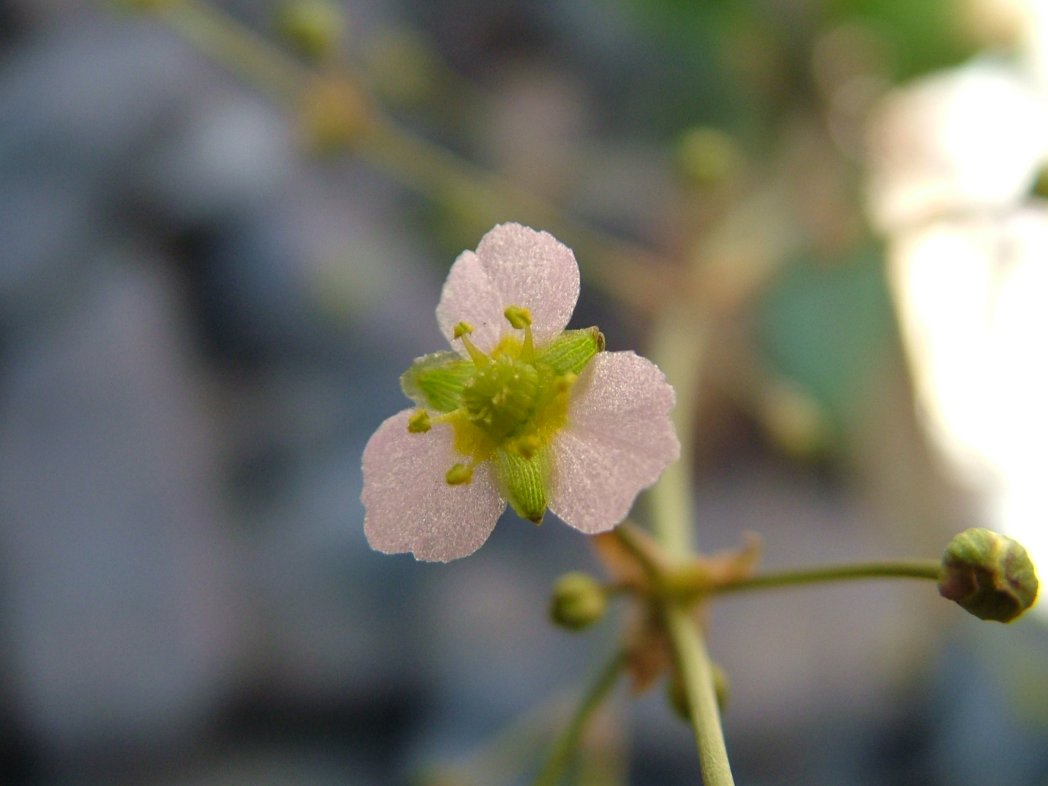 Alisma plantago-aquatica / Mestolaccia, piantaggine d''acqua